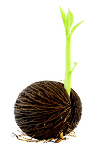 Young othalanga sprout seed on white background.